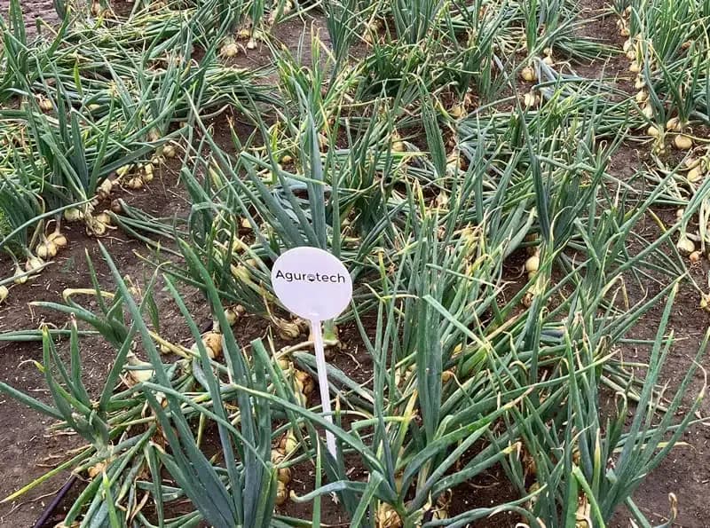 Wij ontwikkelen bodemsensortechnologie om de toekomst van datagestuurde landbouw te ontsluiten